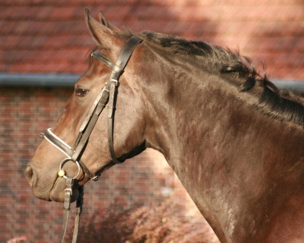 Springpferd Fabriano's Filou (Westfale, 2005, von Foster)