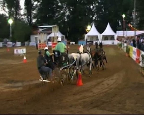 horse Diözäsian (German Riding Pony, 1993, from Doktus)