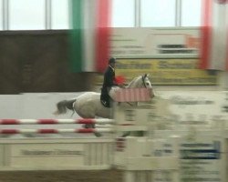 jumper Coletto 6 (Oldenburg show jumper, 2006, from Couletto)