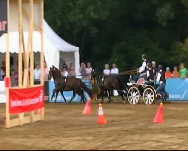 jumper Monti 176 (German Riding Pony, 2004, from Mac Namara)