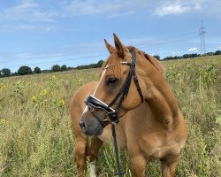 dressage horse Cotton Candy (German Riding Pony, 2016, from Kastanienhof Cockney Cracker)