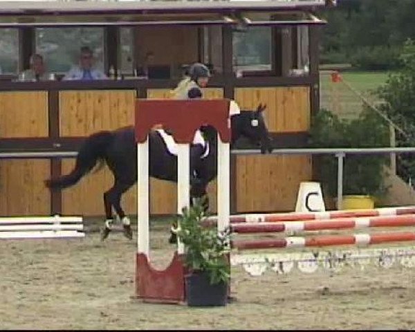 dressage horse Tessy (German Riding Pony, 1995)