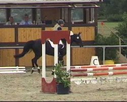 dressage horse Tessy (German Riding Pony, 1995)