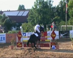 jumper Honorata R (Trakehner, 1997, from Bergamo)