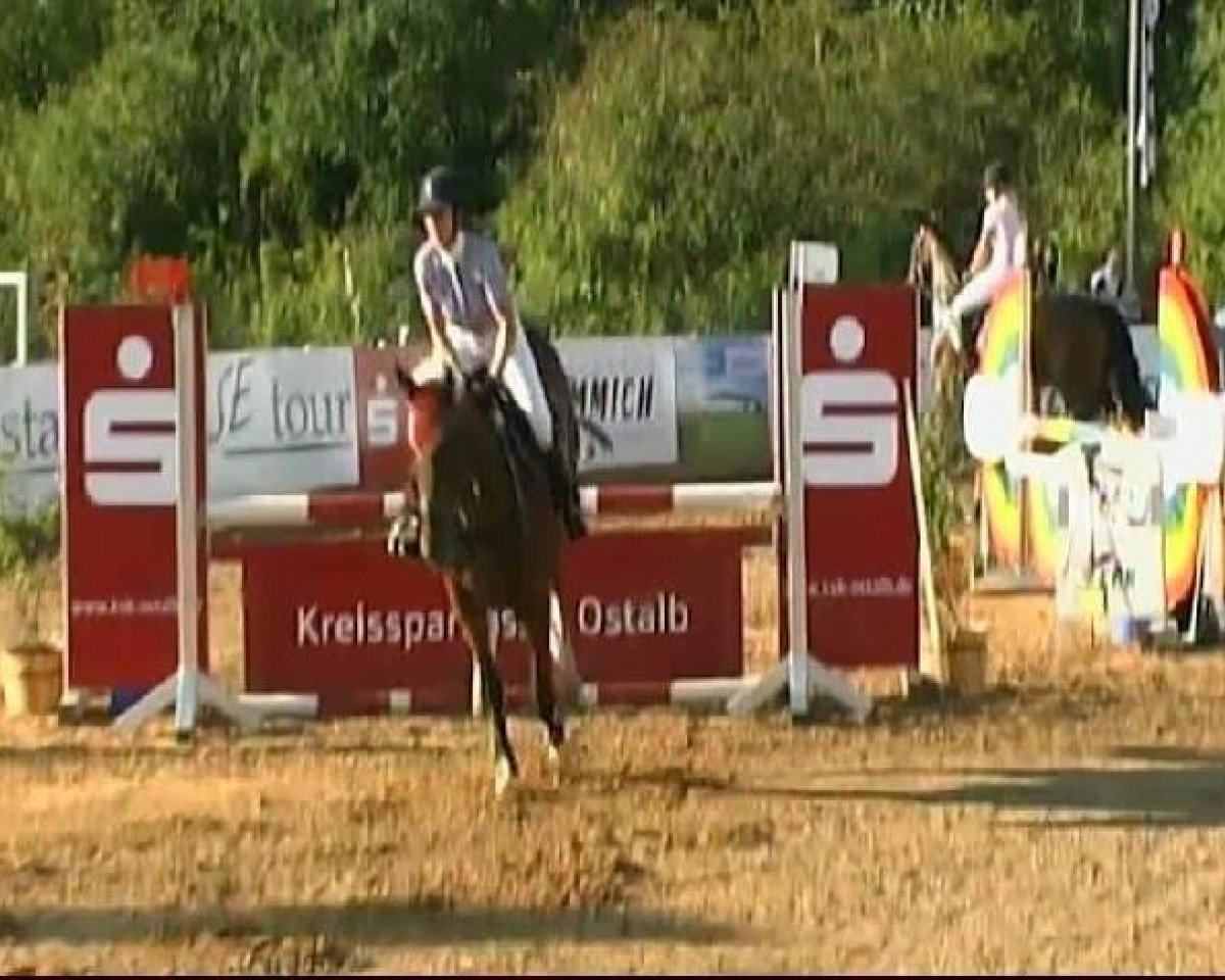 Springpferd Calumet 6 (Sachsen-Anhaltiner, 1999, von Calmero)