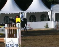 dressage horse Raccoon 6 (Hanoverian, 2003, from Rubin Royal OLD)