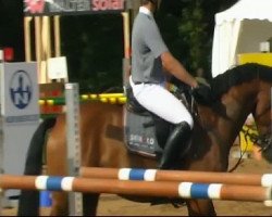 jumper Enrico 302 (Hanoverian, 2004, from Escudo I)