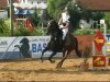 jumper Charly Z (Zangersheide riding horse, 2000, from Caretano Z)