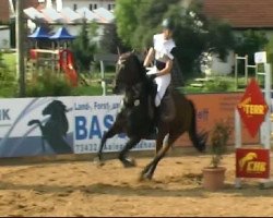 jumper Charly Z (Zangersheide riding horse, 2000, from Caretano Z)