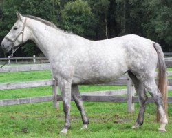 broodmare Jessica (Belgian Warmblood, 2009, from Clinton)