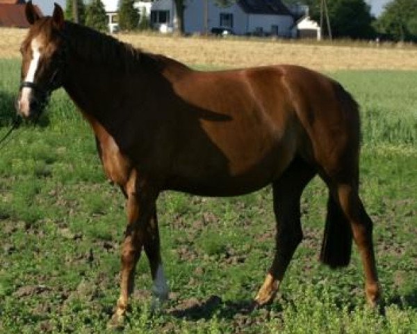 broodmare Aliena (Oldenburg, 2000, from A Jungle Prince)