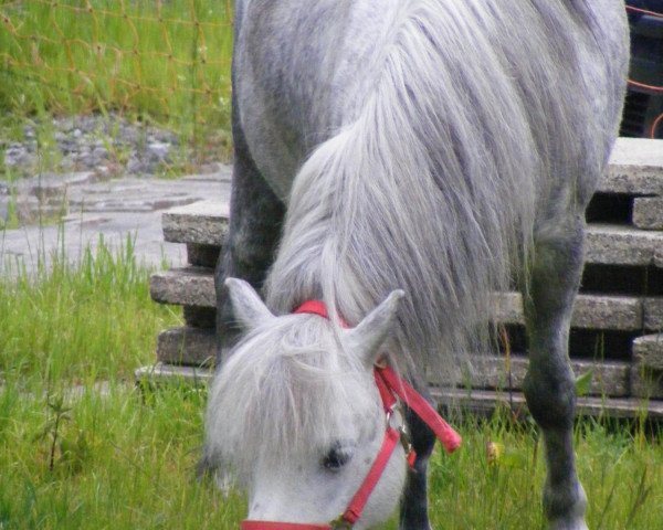 Zuchtstute Khim (Shetland Pony, 1999, von King)