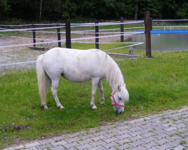 Zuchtstute Doretta (Deutsches Classic Pony, 2006, von Domspatz v. Heidehof)
