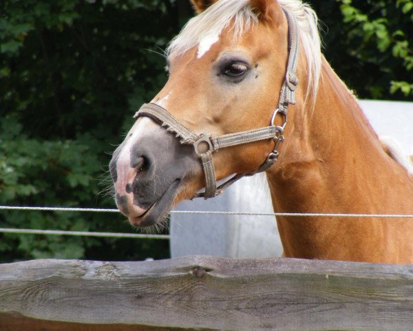 broodmare Anja (Haflinger, 1995, from Afghan Lavendl)