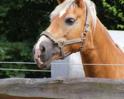 broodmare Anja (Haflinger, 1995, from Afghan Lavendl)