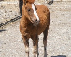 Pferd Buschenbachs Edle Astra (Shetland Pony, 2011, von Elvis Junior vom Fasanenweg)