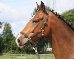 horse A Friend of mine (Hanoverian, 2003, from Avantgarde)