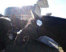 dressage horse Pando 13 (unknown, 1995, from Pandur)