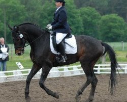 dressage horse Dream of Angelo (Bavarian, 2001, from Dream of Glory)