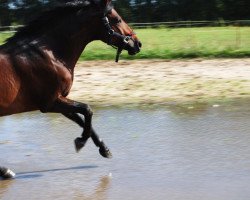 Springpferd Missiue (Deutsches Reitpony, 2007, von Marsvogel xx)