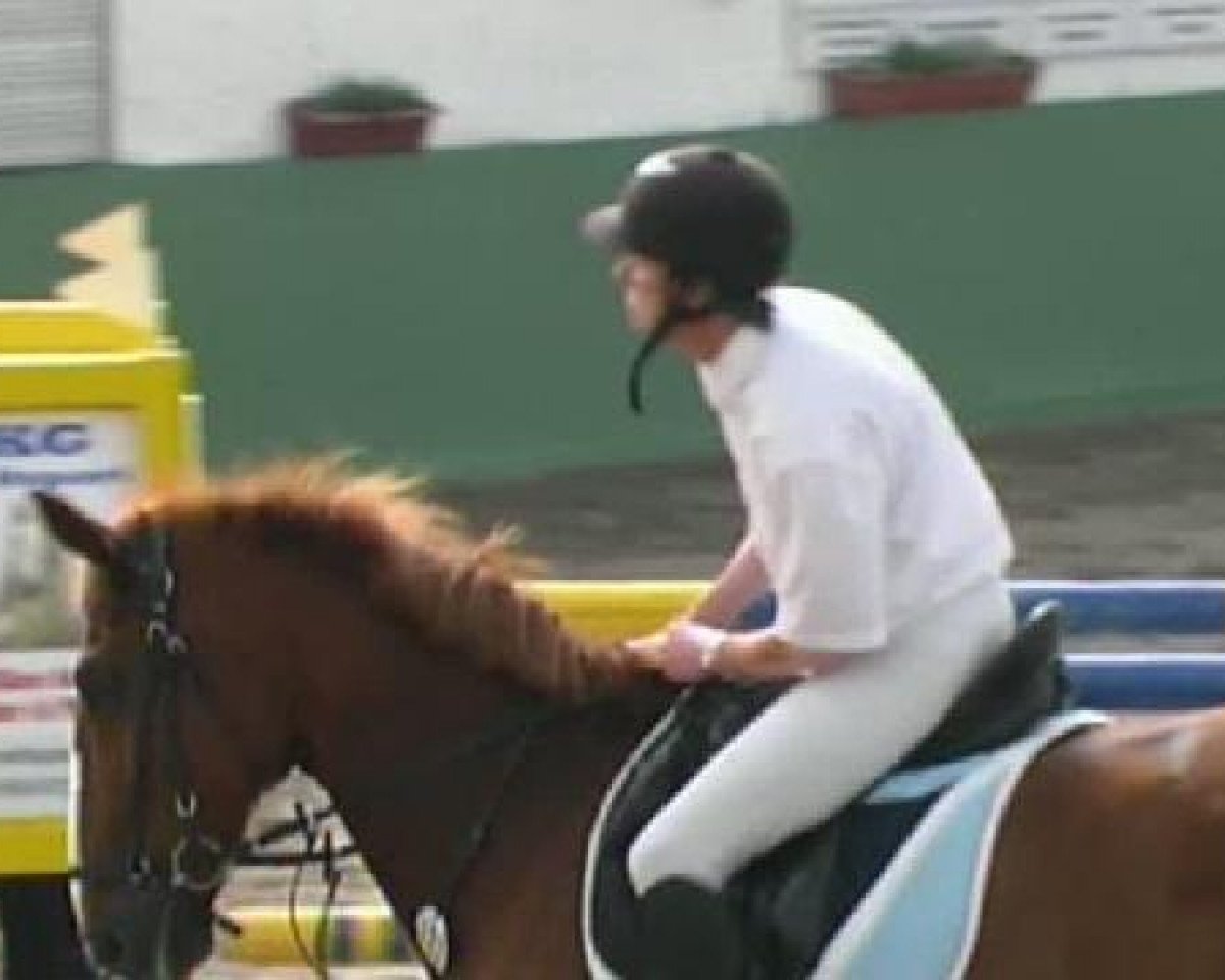 Springpferd Proud 5 (KWPN (Niederländisches Warmblut), 1997, von Jumper)