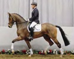 dressage horse Par Excellence (Westphalian, 2008, from Peking)