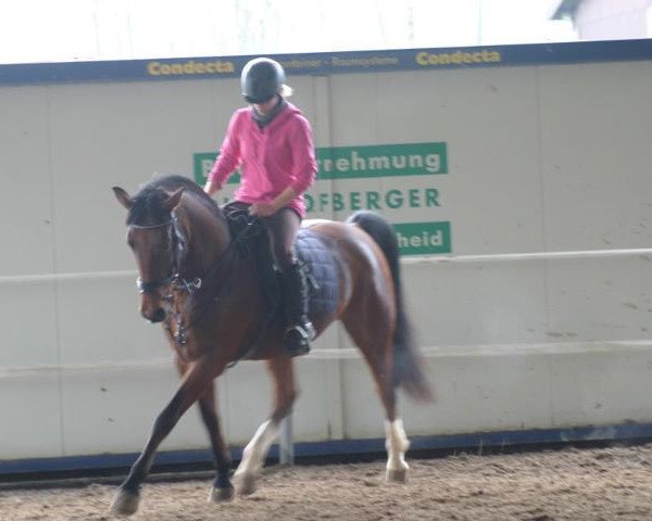 Springpferd Stallone (Schweizer Warmblut,  , von Stalypso)