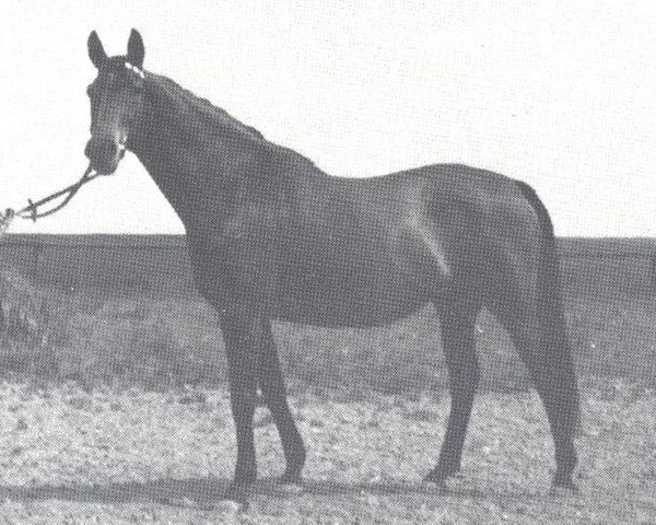 Pferd Meisterkrone (Hannoveraner, 1963, von Marcio xx)