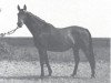 horse Meisterkrone (Hanoverian, 1963, from Marcio xx)