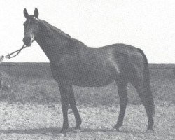 broodmare Meisterkrone (Hanoverian, 1963, from Marcio xx)