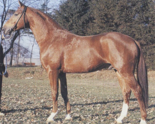 stallion Wendig (Hanoverian, 1978, from Werther)
