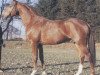 stallion Wendig (Hanoverian, 1978, from Werther)