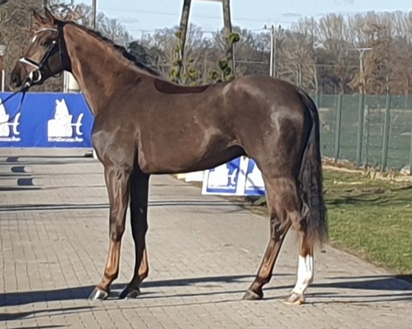 dressage horse Berry Lillet S (Westphalian, 2018, from Baron)
