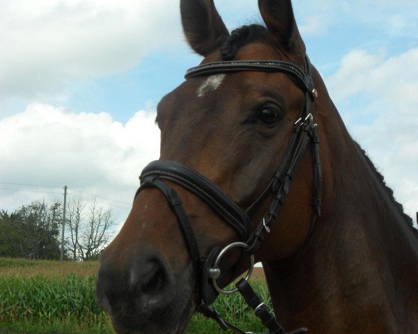 Springpferd Calido 78 (Hessisches Warmblut, 2004, von Calido Ass)