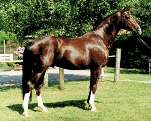 Pferd Donquestador (Rheinländer, 1994, von Donnerhall)