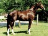 stallion Donquestador (Rhinelander, 1994, from Donnerhall)