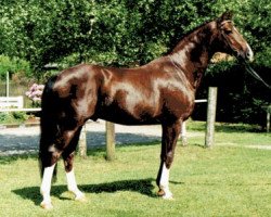 stallion Donquestador (Rhinelander, 1994, from Donnerhall)