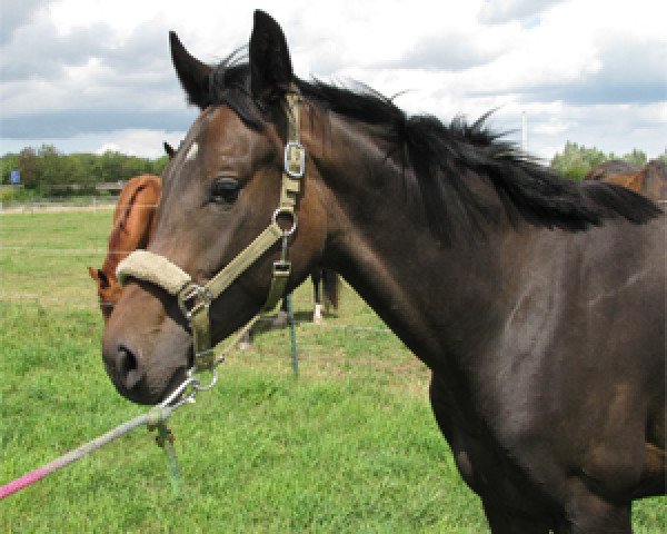 dressage horse Belladonna (Rhinelander, 2009, from Benetton Dream FRH 1301)