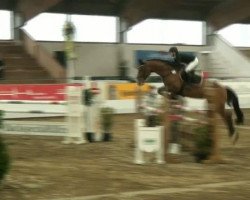 jumper Simpson 19 (Hanoverian, 2006, from Stakkato)