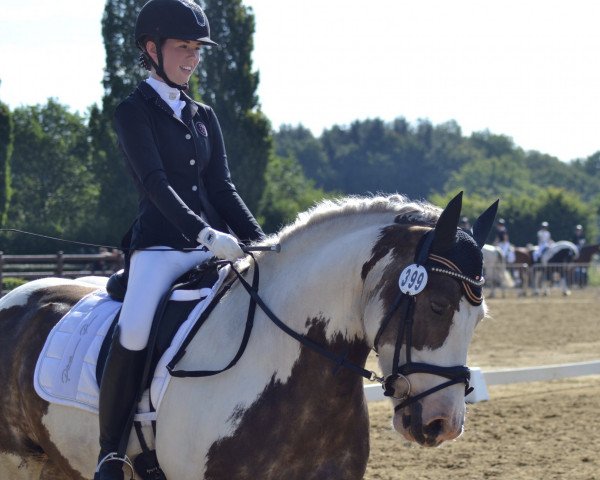 Dressurpferd Oakwood Sully (Tinker / Irish Cob / Gypsy Vanner, 2015)