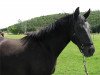 dressage horse K.C Salza (Rhinelander, 2009, from Sarkozy 3)