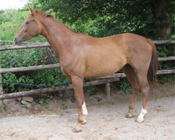 Dressurpferd Fair Lady (Rheinländer, 2008, von Fürst Piccolo)