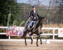 dressage horse Duquesa Louise (Hanoverian, 2017, from DSP de Sandro)