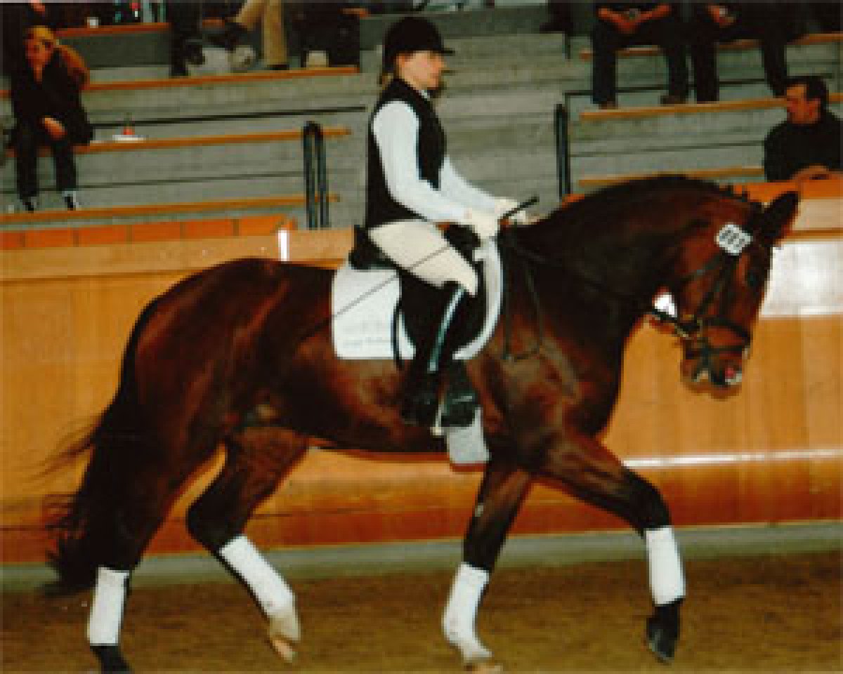 Dressurpferd Dancing Queen 113 (Rheinländer, 2004, von Donquestador)
