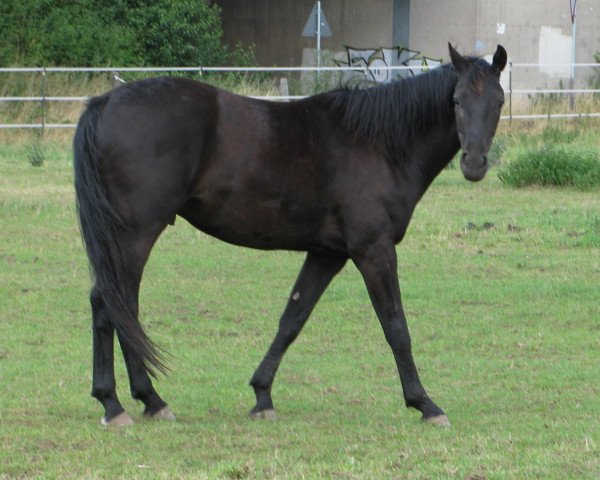 dressage horse Dark Sky 2 (Rhinelander, 2008, from Danone 4)