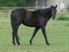 dressage horse Dark Sky 2 (Rhinelander, 2008, from Danone 4)