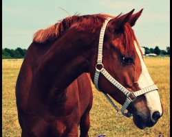 dressage horse Guinness 92 (Trakehner, 2001, from Ivernel)