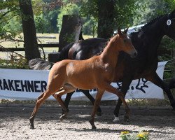 horse Santa Pagura (Trakehner, 2022, from Pagur ox)