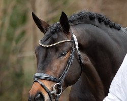 Dressurpferd Avalon’s Easy (Trakehner, 2017, von Easy Game)