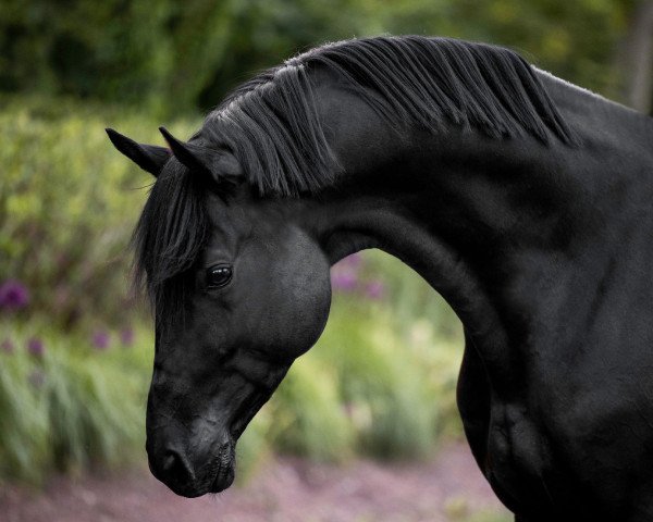 dressage horse Aurelion (Trakehner, 2016, from Sir Sansibar)